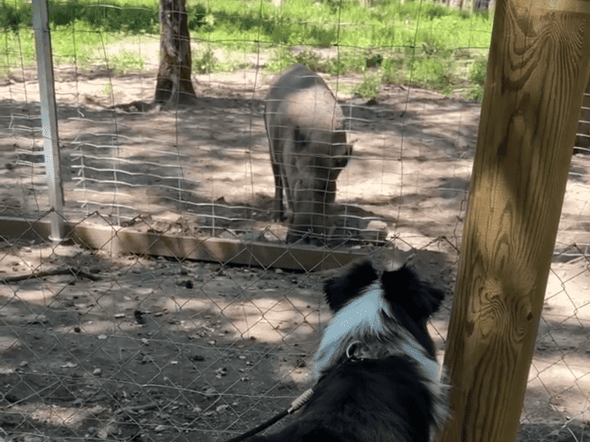 Wildschweingehege