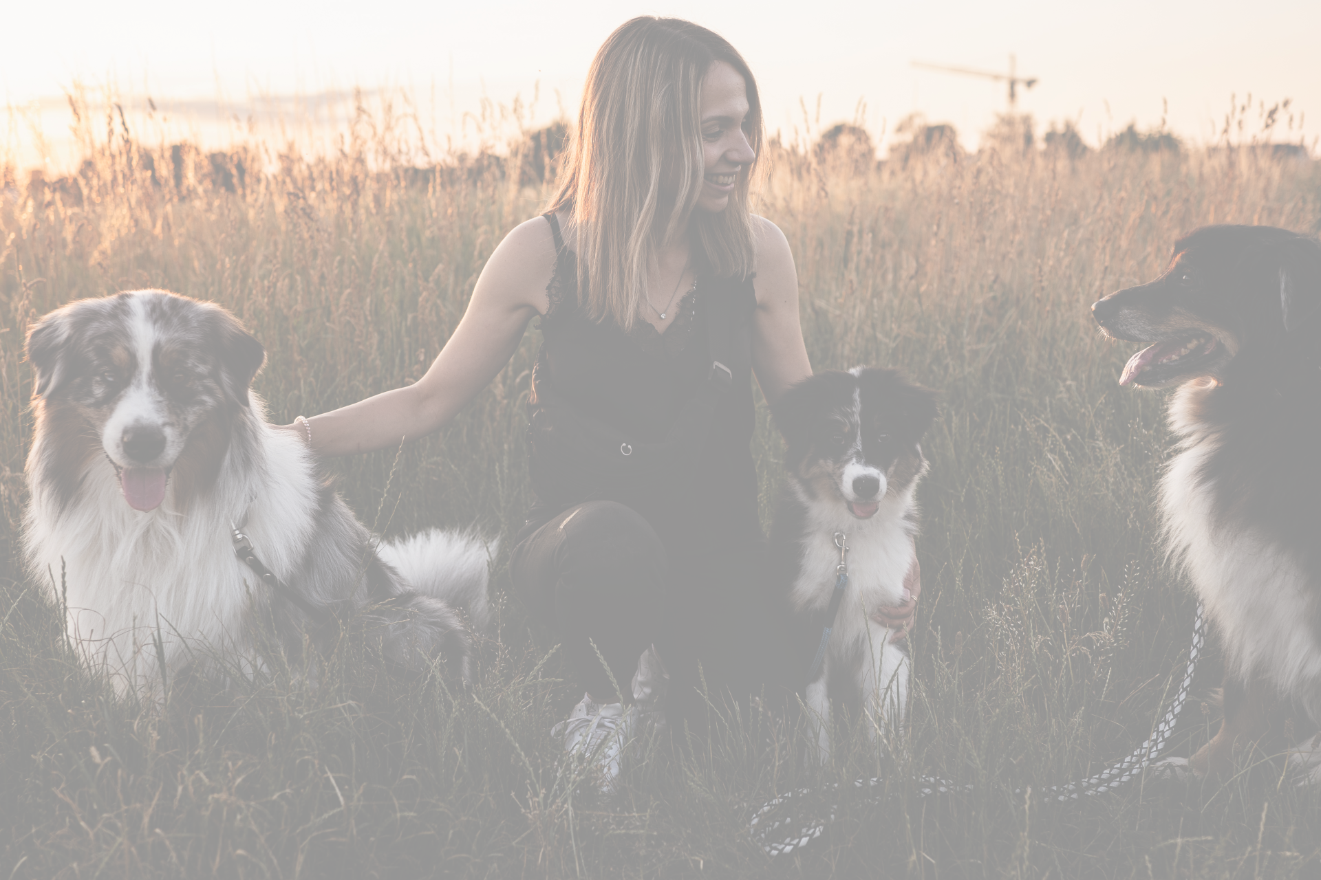 _Header_NEW1Hundeschule